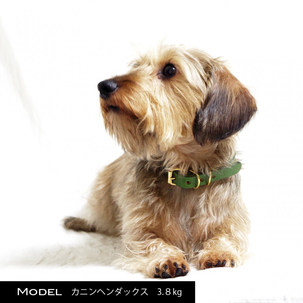 12Color レザーチョーカー 小型〜大型犬 レギュラータイプ 真鍮迷子札プレート付き 