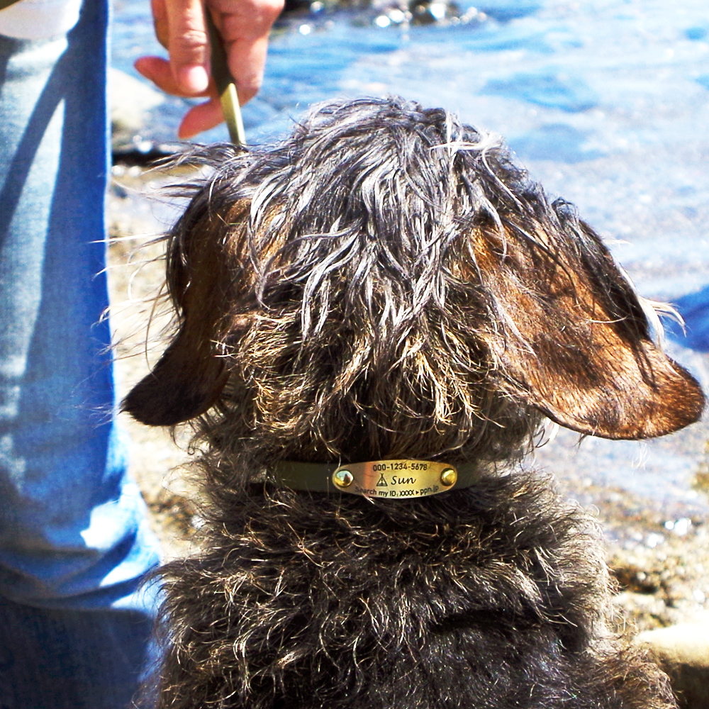 大人気 汚れを拭き取るだけで衛生的に保てる 肌に優しい 防水首輪 EarthColor 小型犬 10mm 