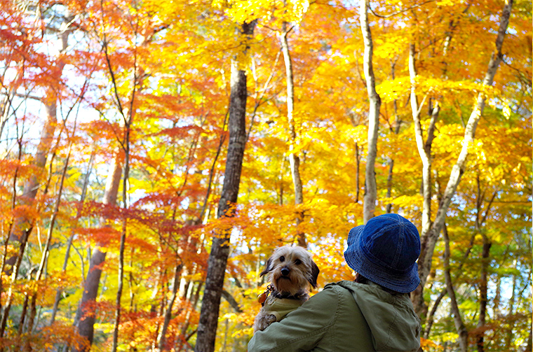 上を見上げると美しい紅葉が一面に広がります。愛犬と楽しむ紅葉散歩。