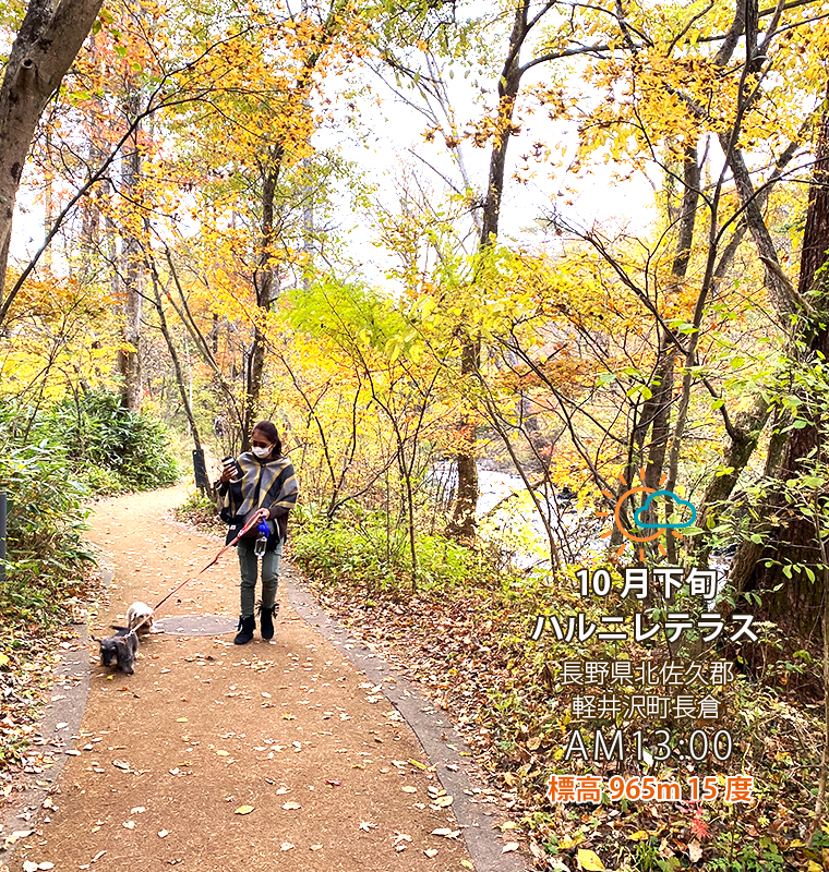 軽井沢星野エリア。湯川沿いを愛犬とお散歩。10月下旬。午後13時。標高965m。気温15度。