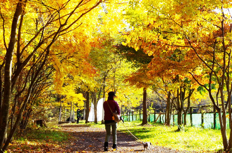 おしぎっぱの森の入り口。遊歩道は元気が出る黄金色の紅葉が満開。