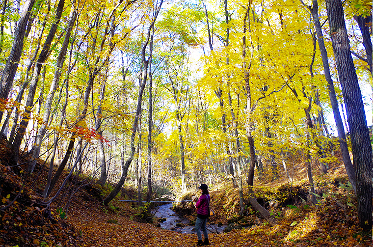 地蔵川の川辺をワンコとお散歩。川のせせらぎと木の葉を踏む音が楽しい。紅葉に彩られた美しい森。