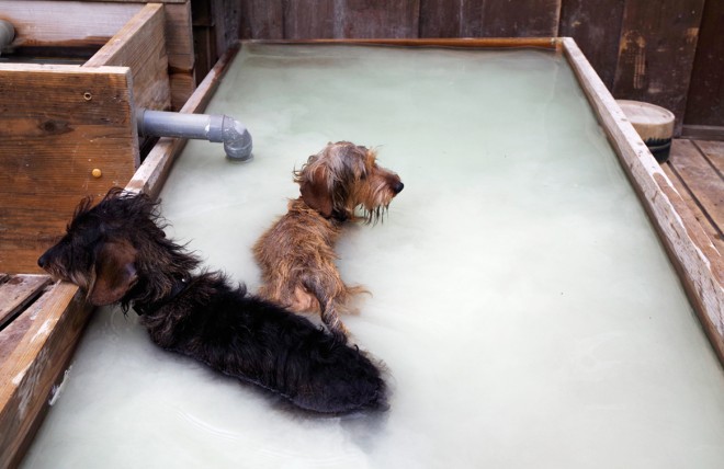 犬連れ温泉リゾート！箱根のグアムへ向かうのであります！