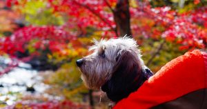 犬連れで楽しむ紅葉散歩。道志の森キャンプ場。