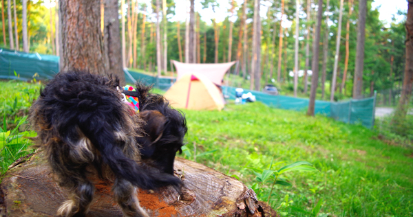 愛犬とノーリードで楽しめる、ドッグラン付きキャンプ場