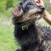 ベーシックレザー首輪 小型犬用 本革 真鍮迷子札プレート付き 商品イメージ