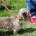 ベーシックレザー首輪 極小犬用 真鍮迷子札プレート付き 本革 商品イメージ