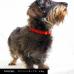 12Color レザーチョーカー 小型〜中型犬向けスリムタイプ 真鍮迷子札プレート付き 商品イメージ