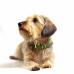 12Color レザーチョーカー 小型〜大型犬 レギュラータイプ 真鍮迷子札プレート付き 商品イメージ