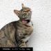 猫用セーフティバックル ソフトレザーチョーカーNyanko Relax 真鍮迷子札プレート付き 商品イメージ