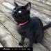 猫用セーフティバックル ソフトレザーチョーカーNyanko Relax 真鍮迷子札プレート付き 商品イメージ