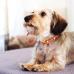 レザー チョーカー XS 極小犬・小型犬・猫向き 真鍮迷子札プレート付き 商品イメージ