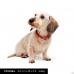 YellowStitch 小型犬・超小型犬首輪 真鍮迷子札プレート付き 商品イメージ
