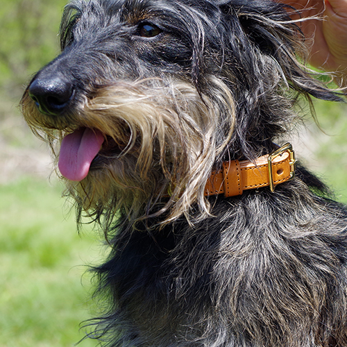 ベーシックレザー首輪 小型犬用 本革 真鍮迷子札プレート付き 装着イメージ