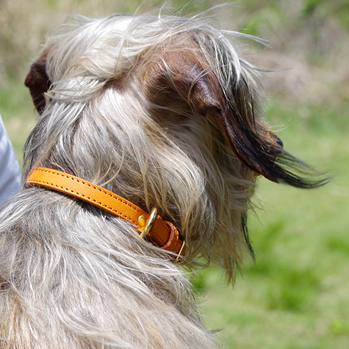 ベーシックレザー首輪 極小犬用 真鍮迷子札プレート付き 本革 