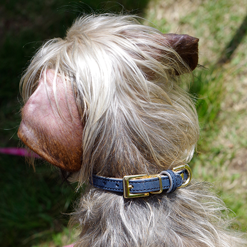 ベーシックレザー首輪 極小犬用 真鍮迷子札プレート付き 本革 